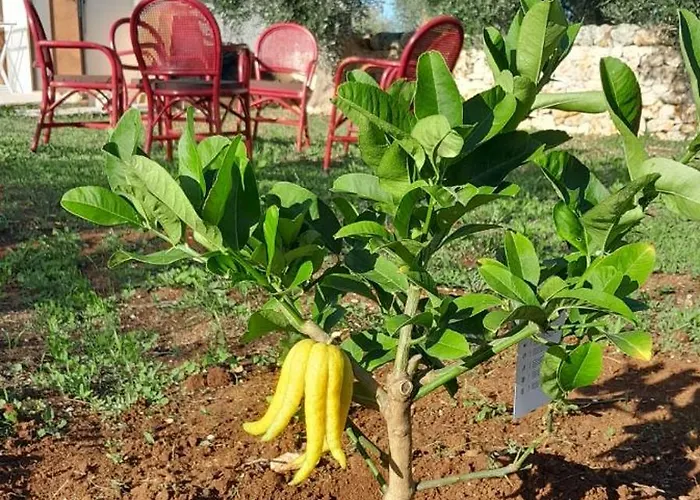 Holiday home Trullo Zurlo *